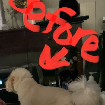Nio’s Grooming & Bath - From another view, he looks so fluffy from brushing him the night before taking him to her. - Pet Groomers Near Me Nio’s Grooming & Bath - From another view, he looks so fluffy from brushing him the night before taking him to her. - Pet Groomers Near Me