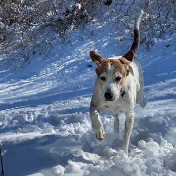 Walks Wiggles and Wags - Rain, snow or shine, we service our clients in all types of weather - Dog Walkers Near Me Walks Wiggles and Wags - Rain, snow or shine, we service our clients in all types of weather - Dog Walkers Near Me