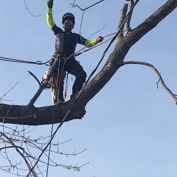 Whistler's Tree Experts - Tree Services Near Me Whistler's Tree Experts - Tree Services Near Me