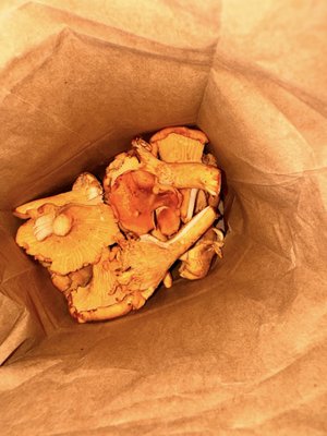 THE mushroom shop by null