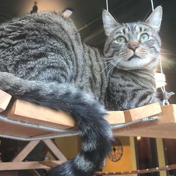 Seattle Meowtropolitan - Themed Cafes Near Me - Seattle, Washington Seattle Meowtropolitan - Themed Cafes Near Me - Seattle, Washington