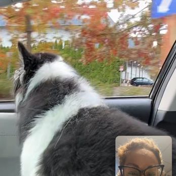 Elizabeth Veterinary Clinic - Niko is safe at HOME - Veterinarians Near Me - Roselle, New Jersey