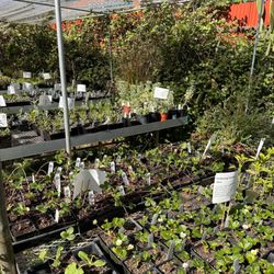 Spiral Gardens Community Food Security Project