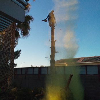 Arbor Tree Service - A cloud of pollen ascending to the heavens. - Tree Services Near Me - LAS VEGAS, Nevada Arbor Tree Service - A cloud of pollen ascending to the heavens. - Tree Services Near Me - LAS VEGAS, Nevada