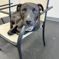 Dogs Of Tucson - Chairs are for dogs!