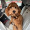 Barkzone- Bethany gift card