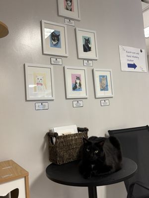 Kitty Cat Cafe and Adoption Lounge Inc by null