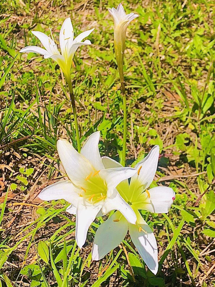 Withlacoochee State Forest Image