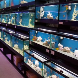 Fish for sale at Creative Aquariums