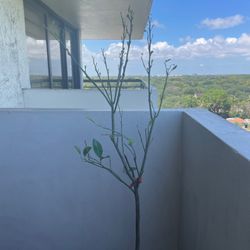 Casey's Corner Nursery