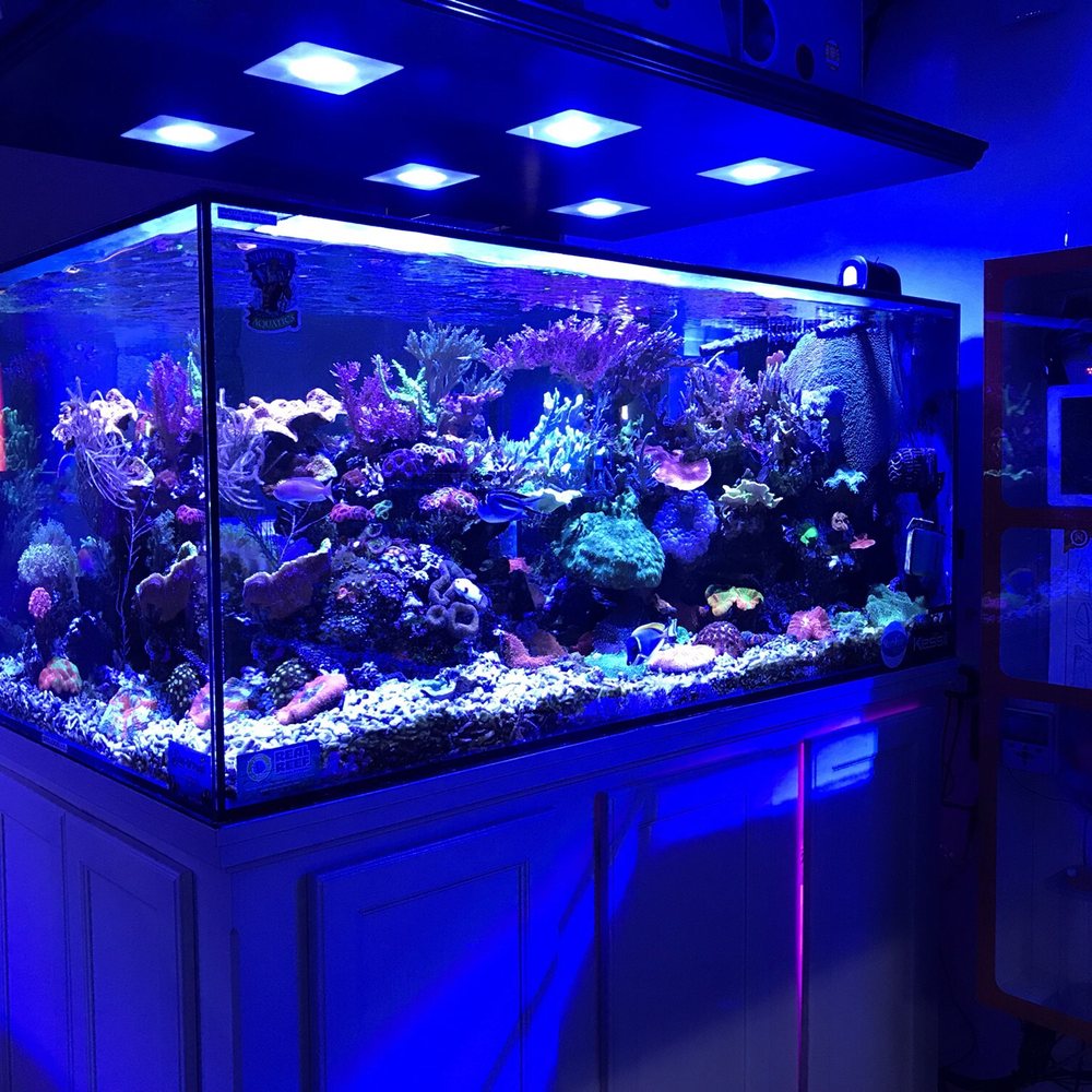 Neptune Aquatics - Saltwater display tank. - Aquarium Services Near Me - San Jose, California Neptune Aquatics - Saltwater display tank. - Aquarium Services Near Me - San Jose, California