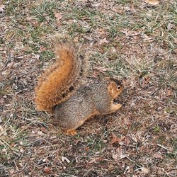 Fat squirrels