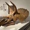 University of Colorado Museum of Natural History gift card