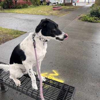 Leaps N Bounds K9 - Pet Training Near Me Leaps N Bounds K9 - Pet Training Near Me