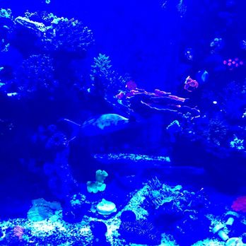 New York Reef Aquatic - Beautiful salt water tanks. - Aquarium Services Near Me - Queens, New York