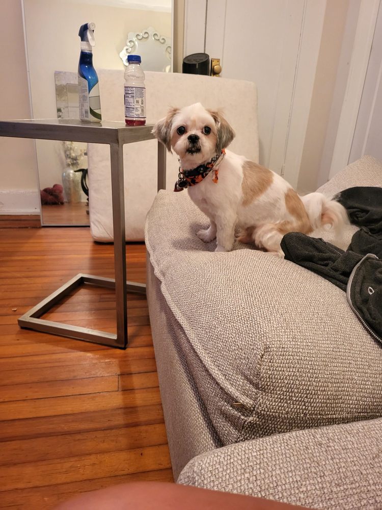 BARKING PALACE Updated September 2024 51 Photos & 41 Reviews 445