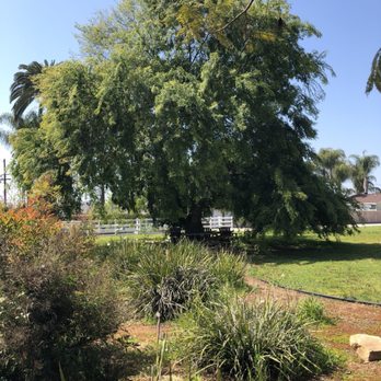 Considerate Tree Care - Before - Tree Services Near Me - El Cajon, California Considerate Tree Care - Before - Tree Services Near Me - El Cajon, California