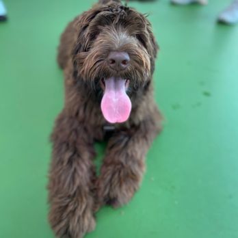 EveryDog - Moose loves being at EveryDog - Pet Training Near Me - Tustin, California EveryDog - Moose loves being at EveryDog - Pet Training Near Me - Tustin, California