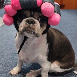 BarkBark Boutique
