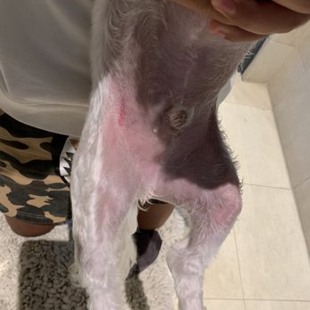 April's Furry Tail - This is what the groomer did look at the left side - Pet Groomers Near Me - Inglewood, California April's Furry Tail - This is what the groomer did look at the left side - Pet Groomers Near Me - Inglewood, California