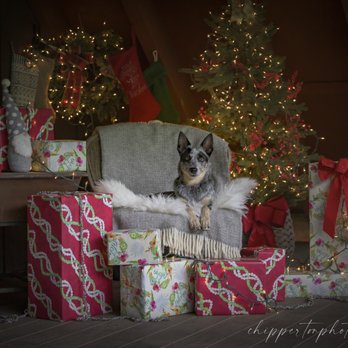 Chipperton Photography - Holiday 2022 Mini Sessions - Pet Photography Near Me Chipperton Photography - Holiday 2022 Mini Sessions - Pet Photography Near Me