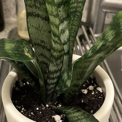 Plant after