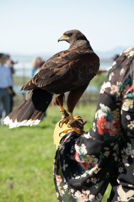 Bouchaine Vineyards by null