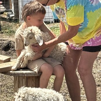 Olde LYFE Alpacas - Holding the baby sheep and goats! - Attraction Farms Near Me - Carson City, Nevada