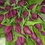 Photo of Holland Tulips