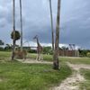 Serengeti Express Train Busch Gardens gift card