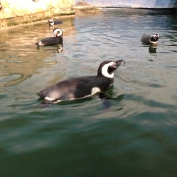 John Ball Zoo - Zoos Near Me - Grand Rapids, Michigan John Ball Zoo - Zoos Near Me - Grand Rapids, Michigan