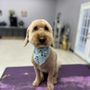 Mystic Paws Pet Salon & Spa