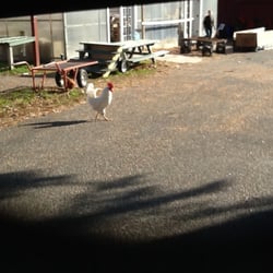 Wells Hollow Farms - Hello, lovely!