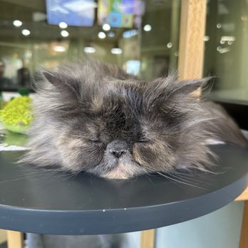 Meow Tea - Bubble Tea Near Me - West Covina, California