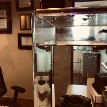 RNA Dentistry - Fish - Cosmetic Dentists Near Me - Los Angeles, California RNA Dentistry - Fish - Cosmetic Dentists Near Me - Los Angeles, California