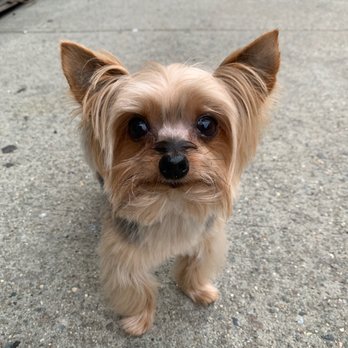 Tiny Tails - Pet Groomers Near Me - Brooklyn, New York Tiny Tails - Pet Groomers Near Me - Brooklyn, New York