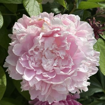 Matthaei Botanical Gardens - peonies on the way in and out - Botanical Gardens Near Me - Ann Arbor, Michigan Matthaei Botanical Gardens - peonies on the way in and out - Botanical Gardens Near Me - Ann Arbor, Michigan
