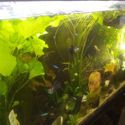 My fish tank that is mainly stocked with their products. Flourishing months later.