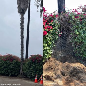 Joel's Tree Service - Removal of Mexican palm tree, full grinding of stump - Tree Services Near Me Joel's Tree Service - Removal of Mexican palm tree, full grinding of stump - Tree Services Near Me