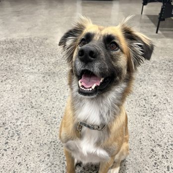 Tiger Club Tattoo - The sweetest shop dog - Tattoo Near Me - Honolulu, Hawaii