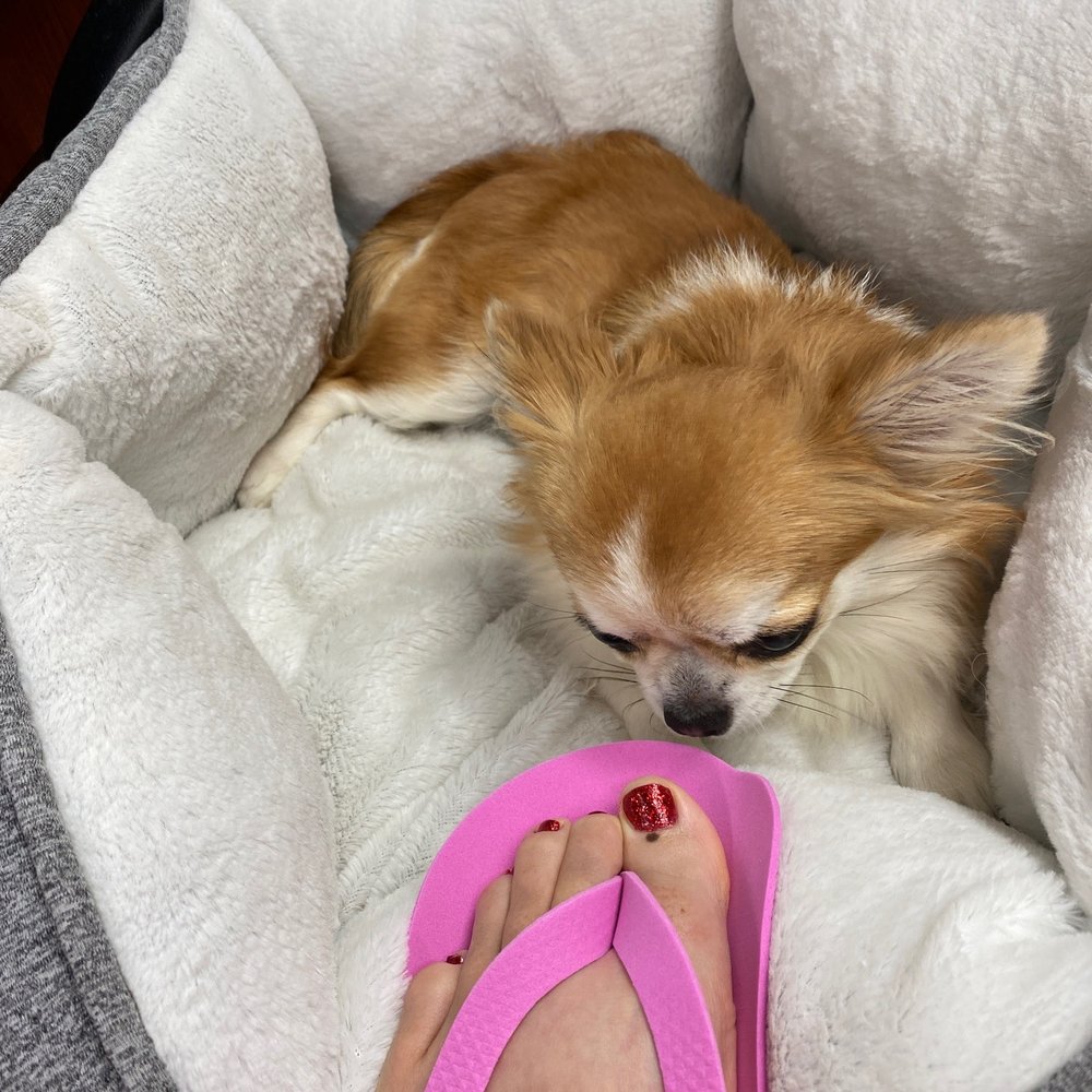 The Nail Logic - Pup friendly lol - Nail Salons Near Me - Gilbert, Arizona The Nail Logic - Pup friendly lol - Nail Salons Near Me - Gilbert, Arizona