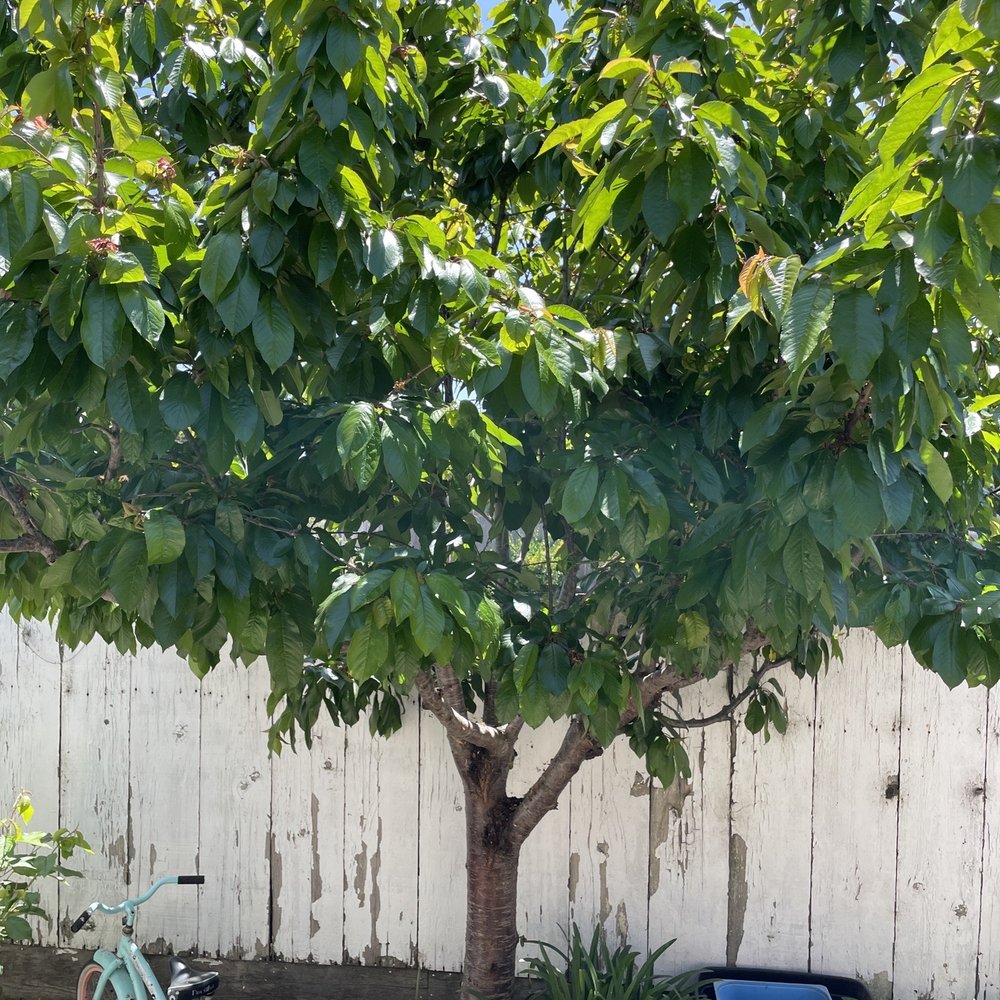 Russell Auria Pest Control - Cherry tree. - Pest Control Near Me Russell Auria Pest Control - Cherry tree. - Pest Control Near Me