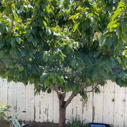 Russell Auria Pest Control - Cherry tree.