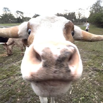 Wilderness Shores - Goofing with the cows - Campgrounds Near Me - Lakeland, Florida Wilderness Shores - Goofing with the cows - Campgrounds Near Me - Lakeland, Florida