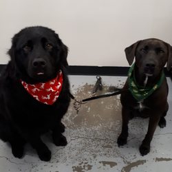 Ola Puppy Dog Grooming - Beau and Gracie