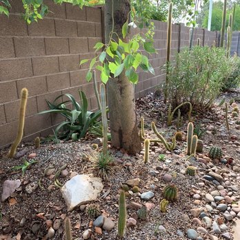 Julio Tree care & landscaping services - Tree Services Near Me - Mesa, Arizona Julio Tree care & landscaping services - Tree Services Near Me - Mesa, Arizona