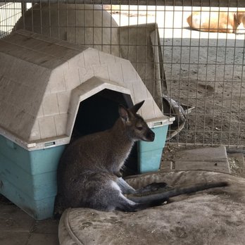 Sugarplum Zoo - Wallaby "Athena" - Chocolatiers & Shops Near Me - Temecula, California Sugarplum Zoo - Wallaby "Athena" - Chocolatiers & Shops Near Me - Temecula, California