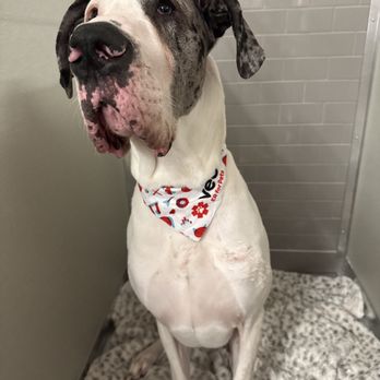 VEG ER for Pets - Emergency Pet Hospital Near Me - Kentwood, Michigan