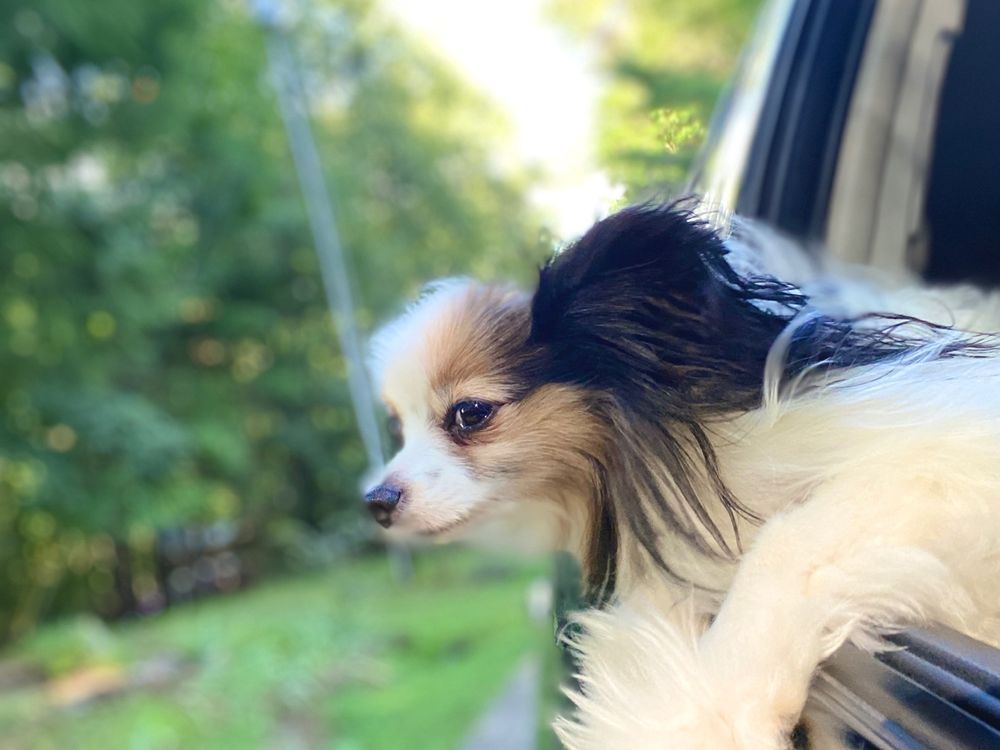 PET SHOTS EXPRESS Updated August 2024 13 Reviews 150 Prominence