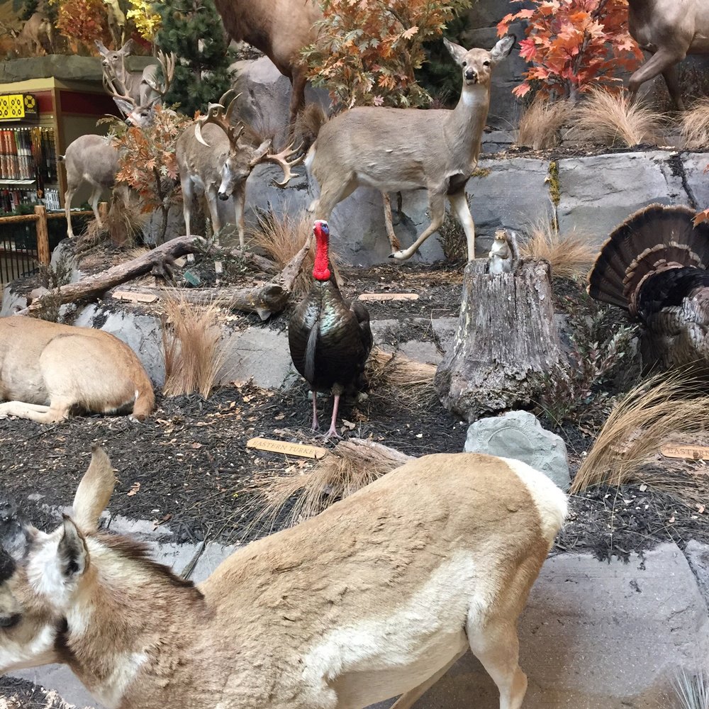 Cabela's - Guns & Ammo Near Me - Louisville, Kentucky